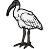Black Headed Ibis