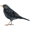 Blackbird
