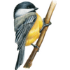 Chickadees