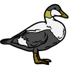Eider