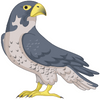 Falcon