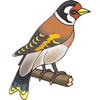 Finches