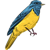 Flycatchers