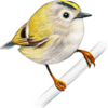 Goldcrest