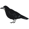 Rook