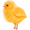 Chick