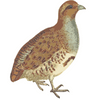Partridge