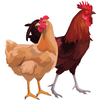 Cock
