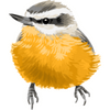 Nuthatches