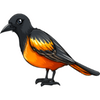 Oriole