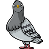 Pigeon