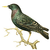 Starling