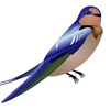 Swallow