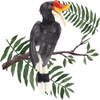 Hornbill