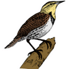Indian Bush Lark