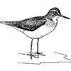 Sandpiper