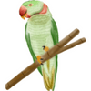 Alexandrine Parakeet