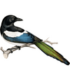 Magpie