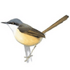 Ashy Prinia