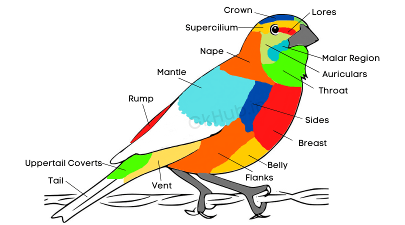 Name Parts of a Bird