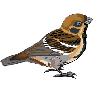 Sparrow in english