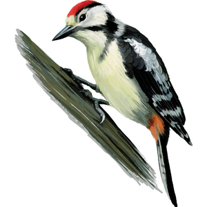 Woodpecker in english